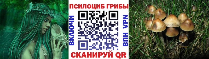 Купить где  Старица  Галлюциногенные грибы MAGIC MUSHROOMS 